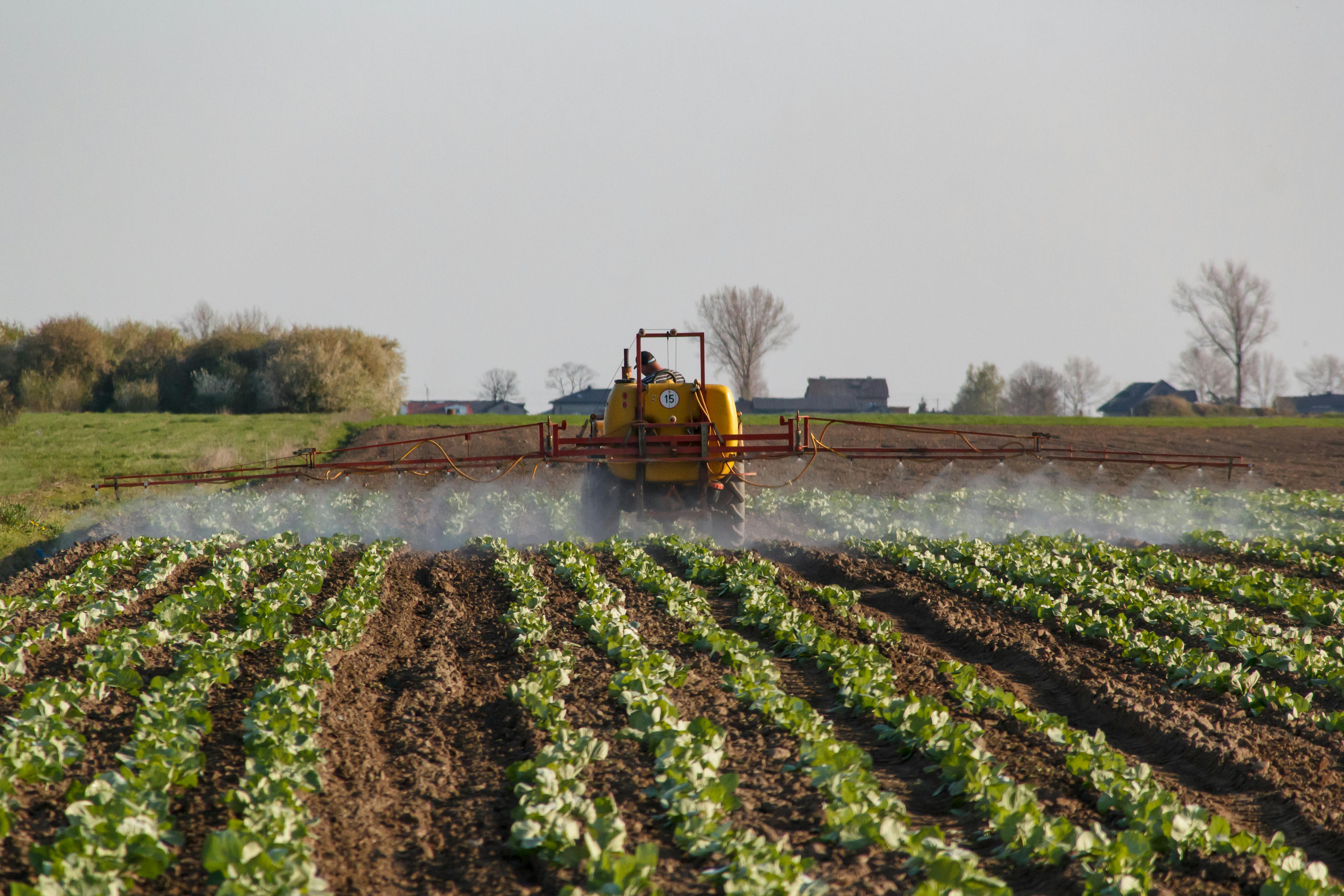 A farmer spraying crops of the farm